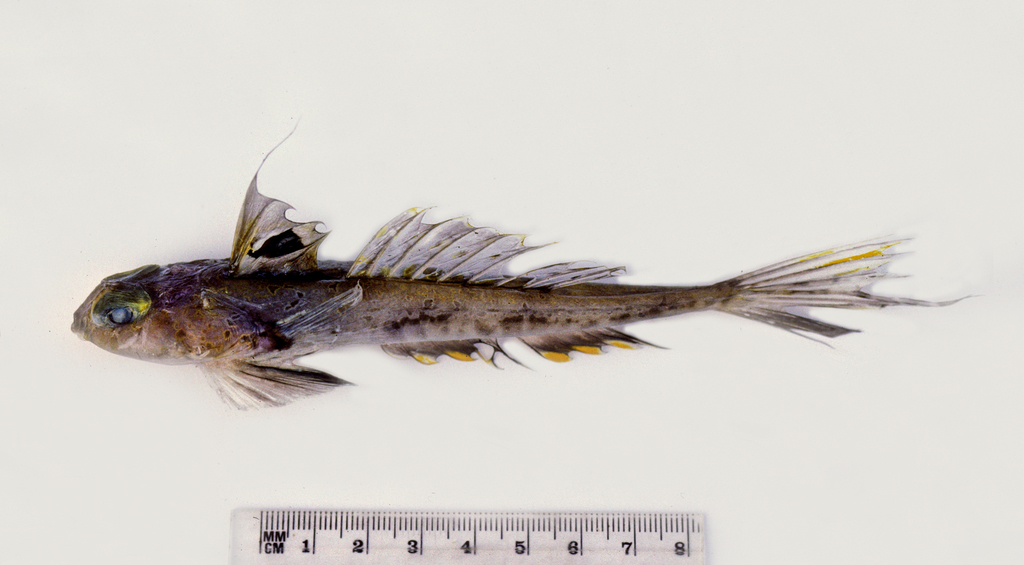 Moreton Bay dragonet (Callionymus moretonensis) — Callionymidae