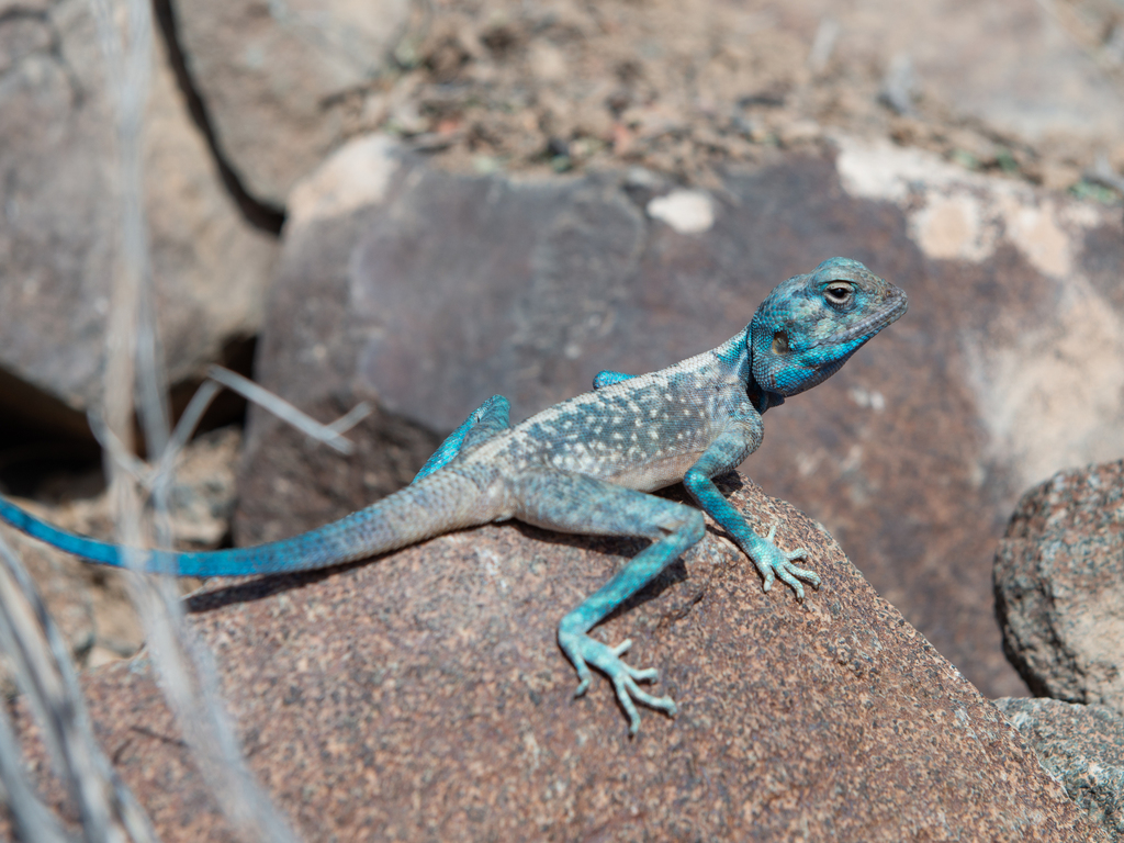 East Arabian Desert Agama