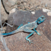 East Arabian Desert Agama - Photo (c) Thomas Calame, some rights reserved (CC BY-NC), uploaded by Thomas Calame