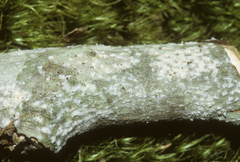 Clonostachys compactiuscula