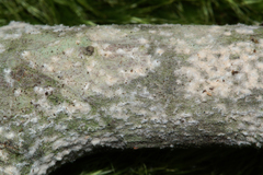 Clonostachys compactiuscula