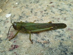 Tropidacris cristata grandis