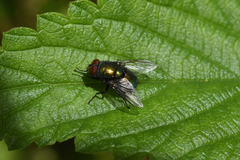 Lucilia