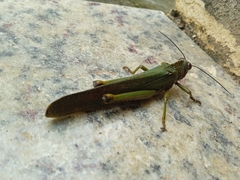 Tropidacris cristata grandis