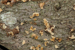 Clonostachys compactiuscula