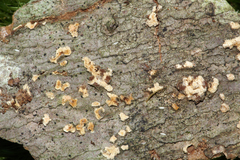 Clonostachys compactiuscula