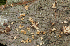 Clonostachys compactiuscula