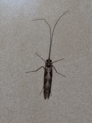 Stenopsychidae