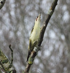 Picus viridis