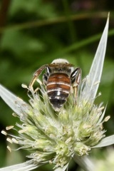Andrena variabilis
