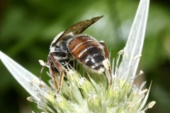 Andrena variabilis