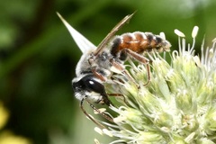 Andrena variabilis
