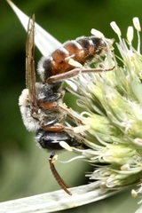 Andrena variabilis