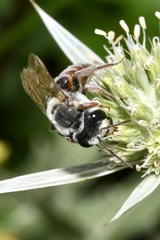 Andrena variabilis