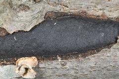 Biscogniauxia mediterranea
