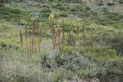 Puya aequatorialis