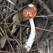 Leucoagaricus japonicus - Photo (c) 龙栩川, μερικά δικαιώματα διατηρούνται (CC BY-NC), uploaded by 龙栩川