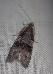 Decodes macdunnoughi