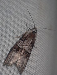 Decodes macdunnoughi