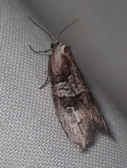 Decodes macdunnoughi