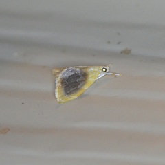 Glaphyria fulminalis