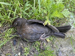 Turdus merula aterrimus