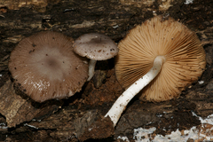 Bolbitius reticulatus