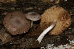 Bolbitius reticulatus