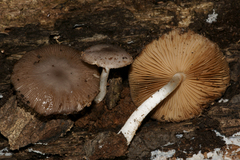 Bolbitius reticulatus