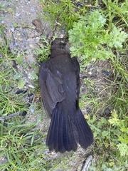 Turdus merula aterrimus