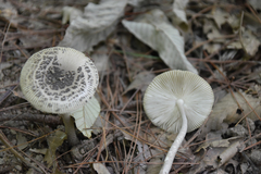 Amanita griseofolia