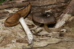 Bolbitius reticulatus