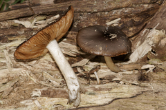 Bolbitius reticulatus