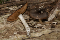 Bolbitius reticulatus