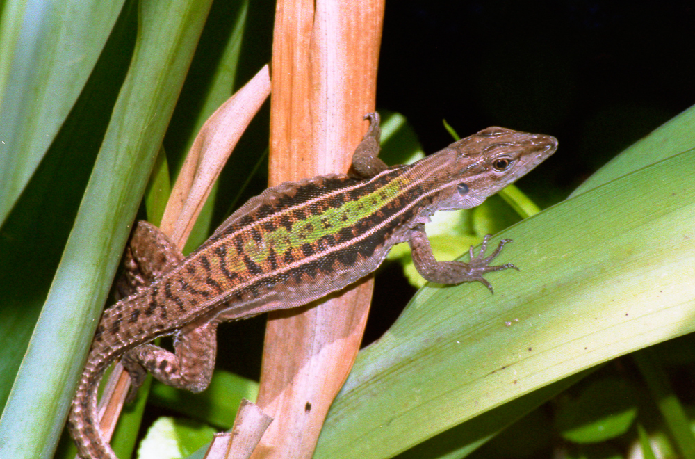 Guyana Kentropyx (Kentropyx borckiana)