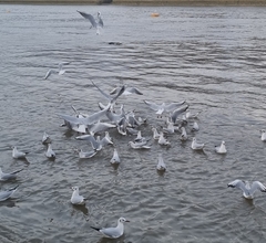 Chroicocephalus ridibundus