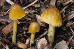 Bolbitius variicolor