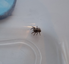 Pseudeuophrys lanigera