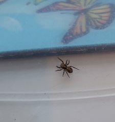 Pseudeuophrys lanigera