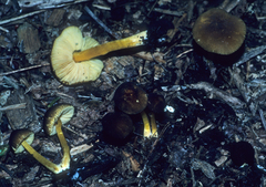 Bolbitius variicolor