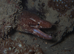 Gymnothorax zonipectis