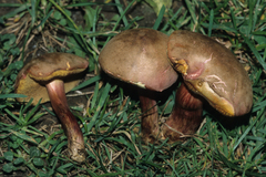 Xerocomellus intermedius