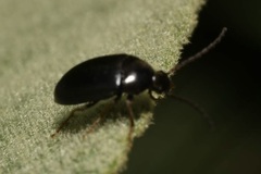 Hymenalia morio