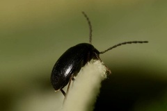 Hymenalia morio
