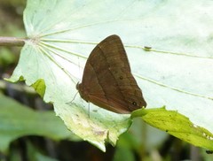 Parataygetis lineata