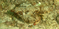 Ogcocephalus parvus