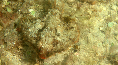 Ogcocephalus parvus