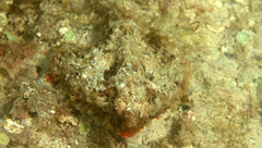 Ogcocephalus parvus