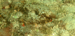 Ogcocephalus parvus