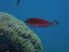 Cirrhilabrus solorensis